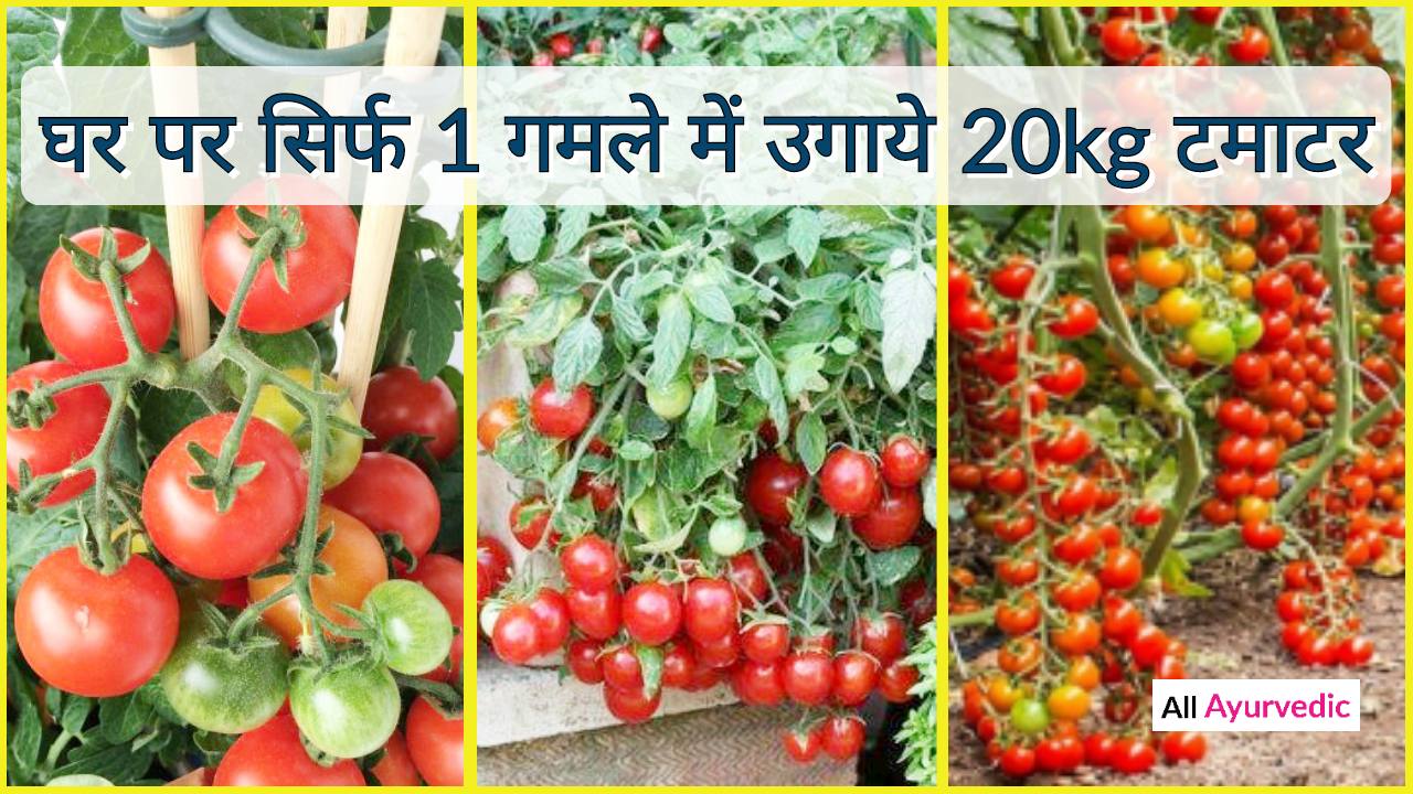 टमाटर